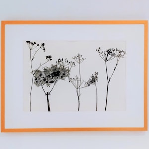 Seed Heads Monoprint, Cow Parsley and Clematis, Handmade and Handprinted Botanical/Nature Art Print A4 (210x297mm)