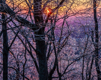 Winter's Light | Kennesaw Mountain National Battlefield | Georgia | Forest | Limited Fine Art Photo Print