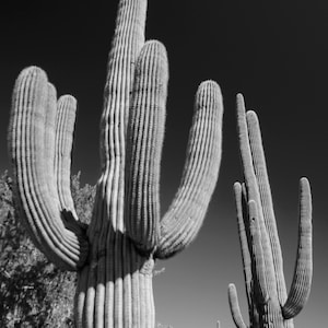 Desert Sentinels | Saguaro National Park | Arizona | B&W Landscape | Limited Fine Art Photo Print