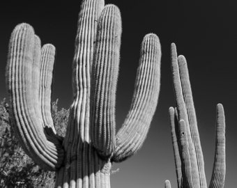 Desert Sentinels | Saguaro National Park | Arizona | B&W Landscape | Limited Fine Art Photo Print