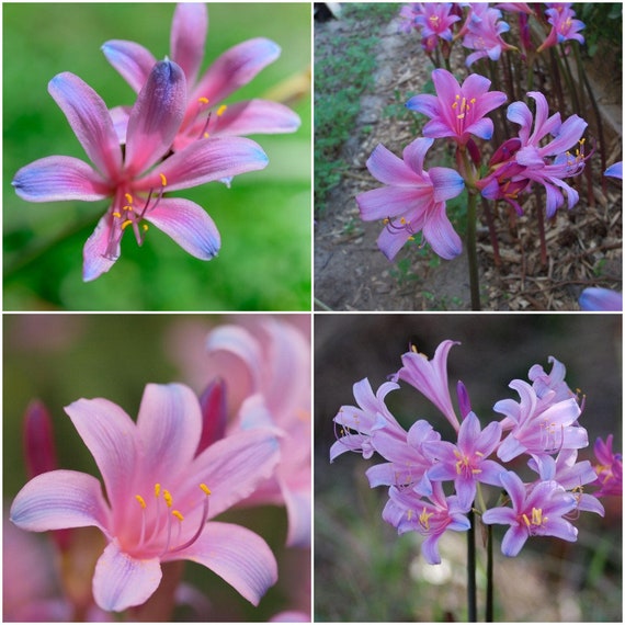 Bulb of Lycoris Sprengeri 'electric Blue Spider Lily' Etsy