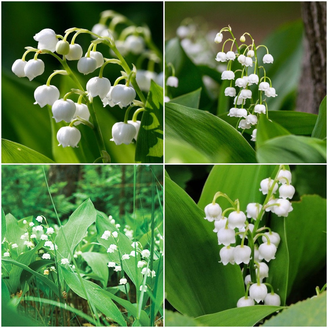 Bulb of Convallaria majalis 'Lily of the valley' Etsy