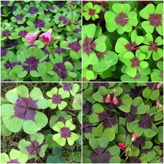 10 Bulbs Oxalis 'Iron Cross' Oxalis tetraphylla Green Etsy