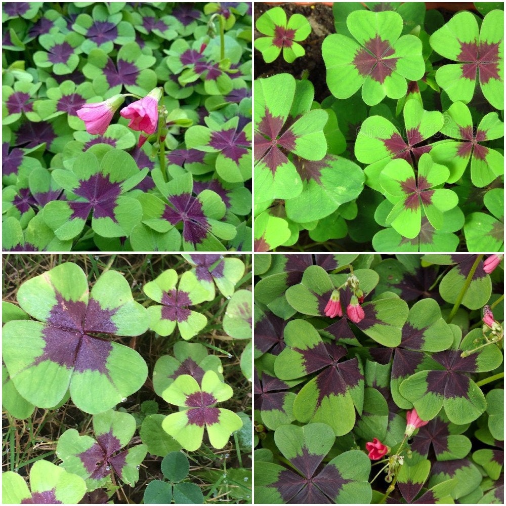 10 Bulbs Oxalis 'Iron Cross' Oxalis tetraphylla Green Etsy