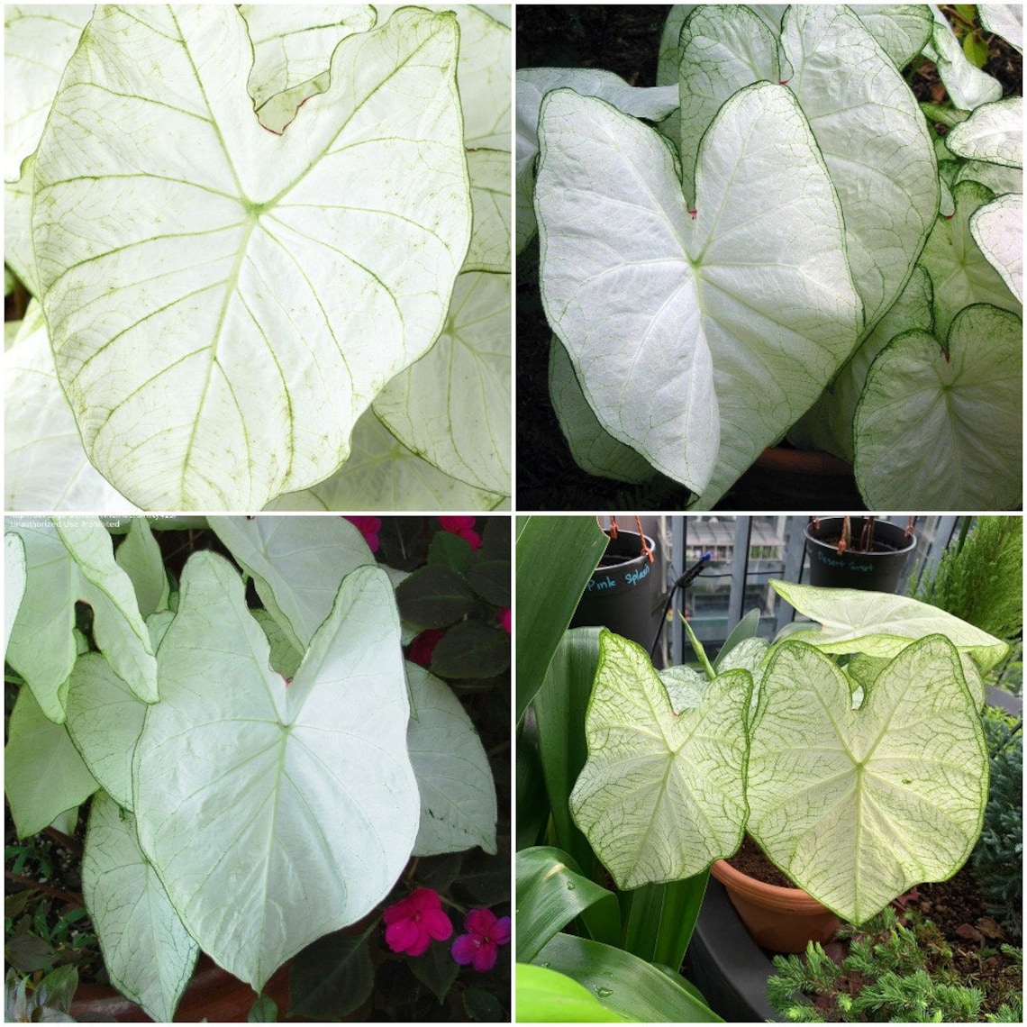 Bulb of Caladium 'florida Moonlight' White Fancy Leaf Etsy