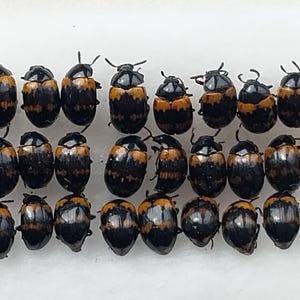 Peut inclure: Plusieurs petits coléoptères noirs et orange sont présentés. Les insectes, de forme ovale, sont disposés en rangées. La photo, prise de dessus, met en valeur les motifs et les couleurs des insectes.