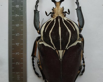 標本 Goliathus goliatus apicalis 80mm CONGO Goliathus goliatus apicalis - BioQuipBugs