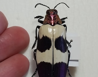 Chrysochroa klapaleki。非常に珍しいタマムシ。A1 品質。タマムシ科