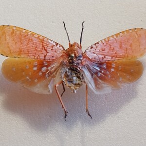 Cigarra, cigarra seca real, cigarra montada en extensión seca, colección de entomología, proyecto de arte