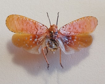 Cigarra, cigarra seca real, cigarra montada en extensión seca, colección de entomología, proyecto de arte