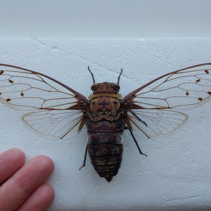 Cigarra, cigarra ENORME seca real, cigarra montada en extensión seca, colección de entomología, proyecto de arte