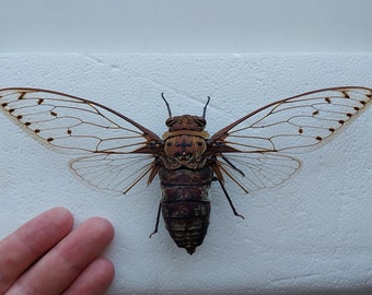 Cigarra, cigarra ENORME seca real, cigarra montada en extensión seca, colección de entomología, proyecto de arte