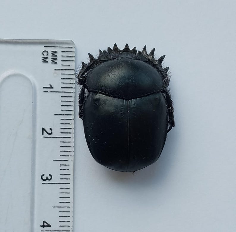 Scarabaeus Typhon 1 Pcs, Scarabaeidae, Real Dry Unspread Unmounted ...