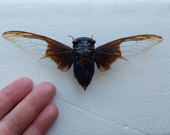 Cicada, real dry big Cicada, dry spread mounted Cicada, Entomology collection, Art progect