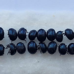 Puede incluir: Una colección de dieciséis pequeños escarabajos negros brillantes dispuestos en dos filas horizontales. Cada escarabajo tiene un cuerpo redondeado y convexo con una superficie lisa y reflectante, y patas visibles bajo el caparazón.
