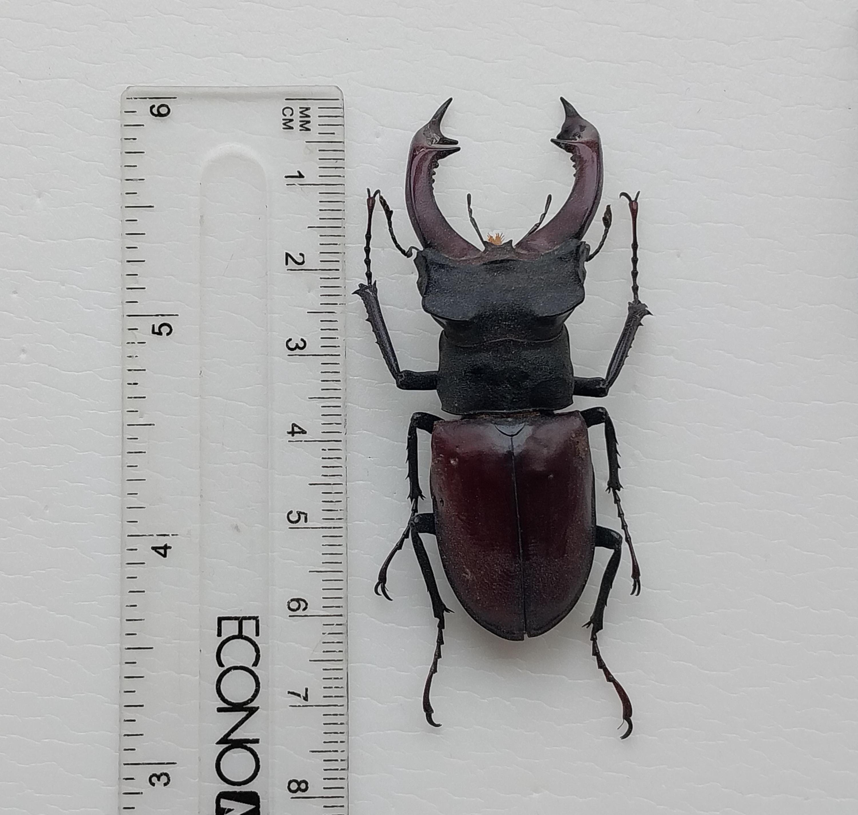 Buy Lucanus Cervus Online In India - Etsy India
