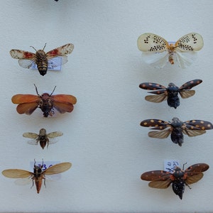 Cicada SET 8 piezas, cigarra seca real, cigarra montada en extensión seca, colección de entomología, proyecto de arte