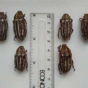 Anoxia orientalis 1 Stück (1 Käfer), Echter trockener, nicht ausgebreiteter, nicht montierter Käfer, Entomologische Sammlung der Scarabaeoidae, Kunstprojekt