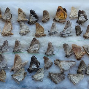 May include: A collection of moths with various wing patterns and colors, including shades of brown, tan, and gray. The moths are arranged on a white surface, showcasing their delicate wings and intricate details. Some wings have dark markings.