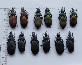 希少なオオオニオオゴミムシ（Carabus Lipaster stjernvalli osellai