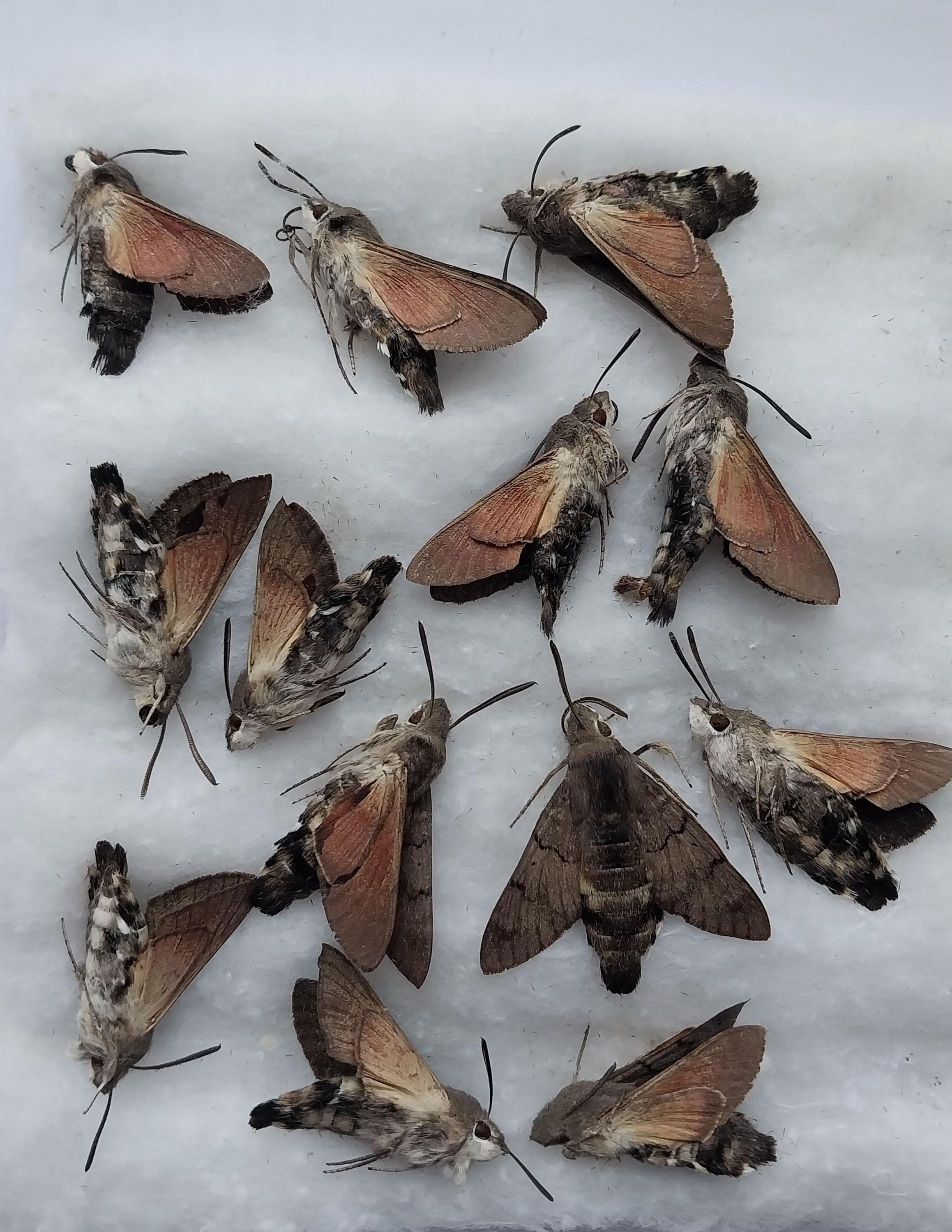 Sphingidae - Etsy 日本