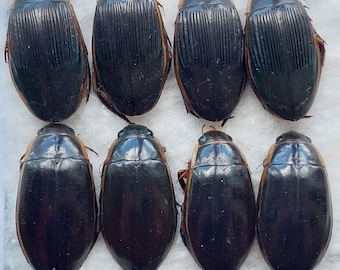 Water Beetles SET of 8 pcs., dry unspread unmounted Dytiscidae beetles from Ukraine, entomological collection, taxidermy