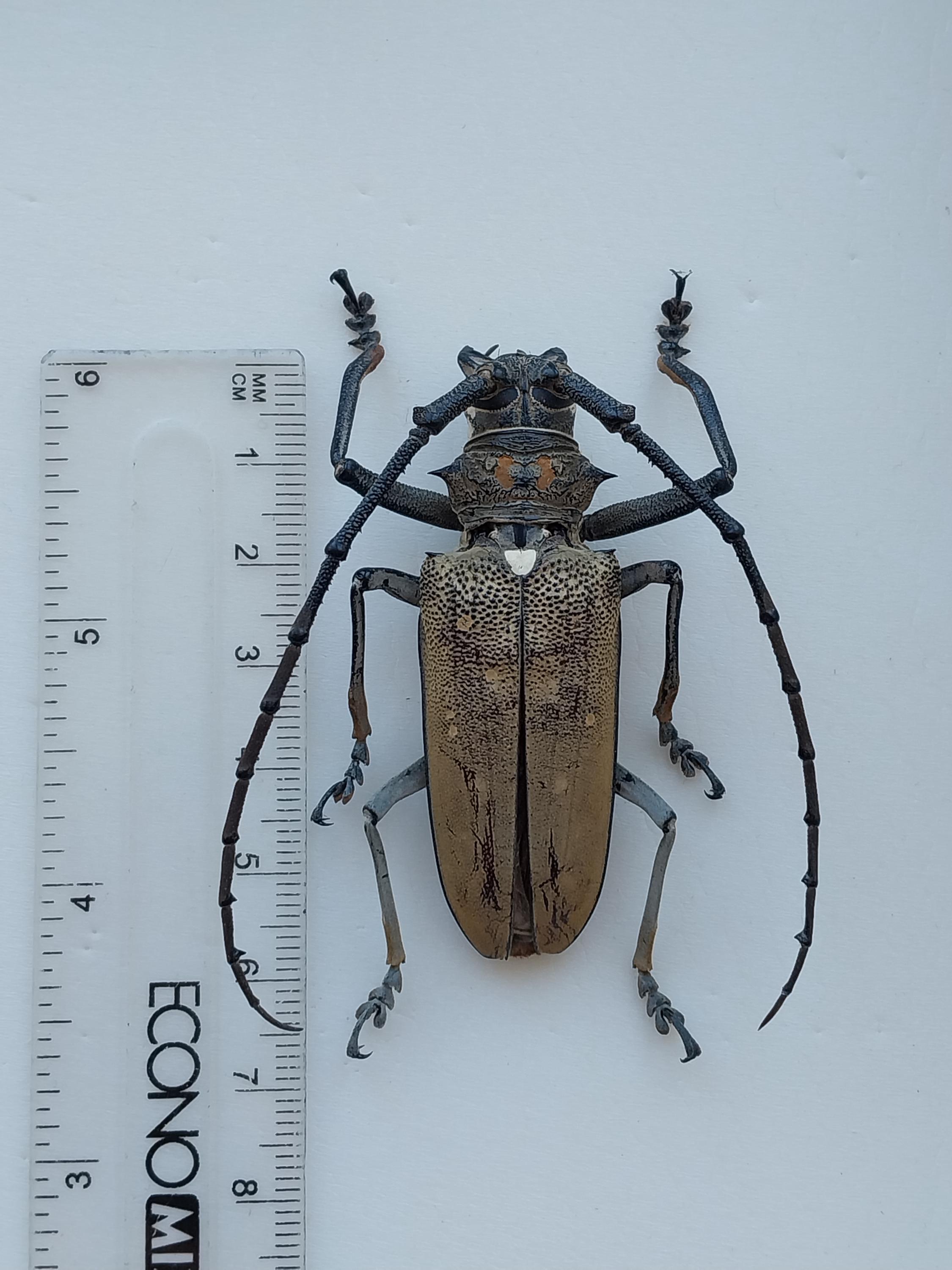 Batocera Beetle - Etsy