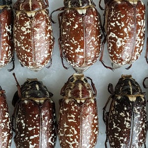 Polyphylla fullo 1 pcs (1 beetle), Real dry unspread unmounted Beetle, Scarabaeoidae entomological collection, art project