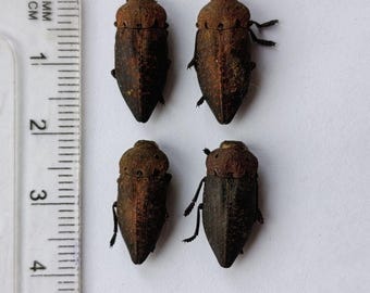 Calodema Suhandae. Jewel Beetle. Scarab Beetle. Buprestidae