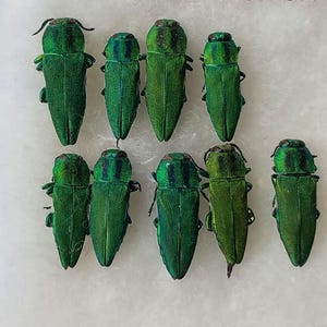 Buprestidae, Anthaxia hungarica SET 9 Stück, echte nicht ausgebreitete unbesiedelte Käfer aus der Ukraine, entomologische Sammlung, Kunstprojekt