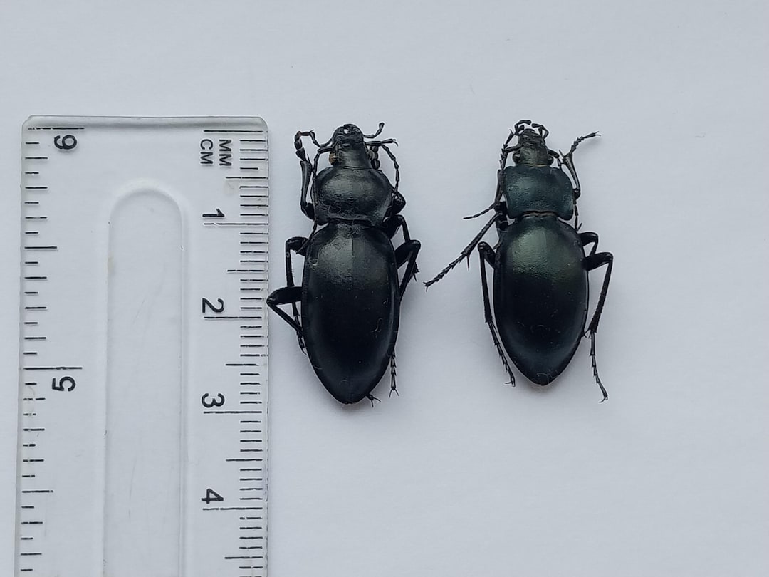 オオカミムシ（Carabus Pachystus glabratus）ペア A1、未展開、未組立
