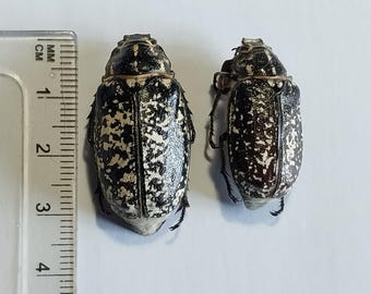 Buprestidae - Calodema Suhandae 40mm+ A1 From W.papua!! - Etsy