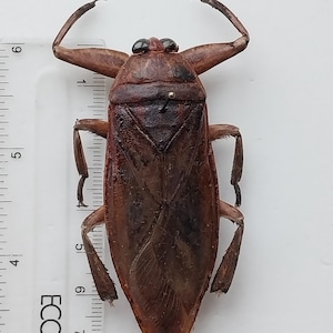 Water Bug, real Giant Water Bug, Entomological collection, Art progect, horror, for taxidermy art work, oddity