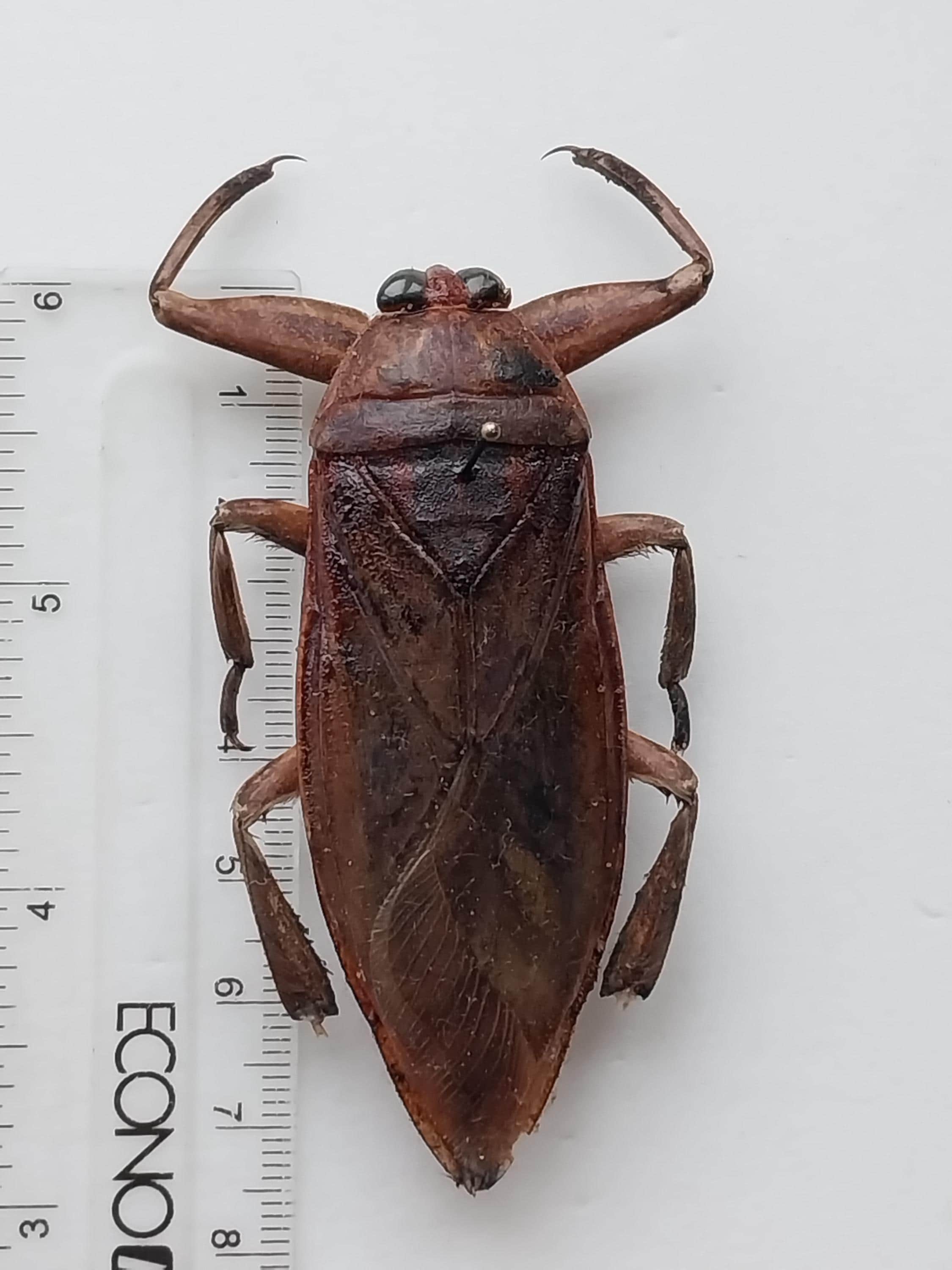 Giant water bug - Etsy 日本