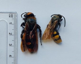 Wasp 2 pcs, Megascolia maculata pair (male + female), Real Huge Wasp, dry spread unmounted Wasp, Huge hornet, Entomology, Art progect