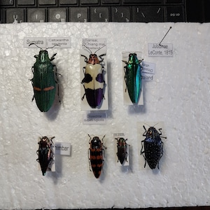 Käfer Gemmen, SET 7 Stück, Buprestidae, ECHTE trocken ausgebreitete unmontierte Käfer, bunte Fehler, präparierte Exemplare, Käfer für Ihre Kunst