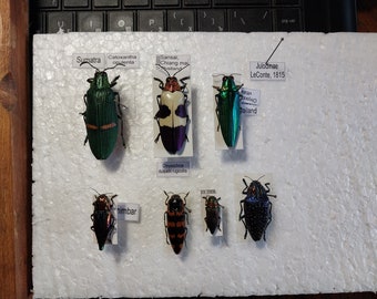 タンザニアのタマムシ　Sternocera tricolor Sternocera tricolor ssp.?,(black pronotum)30-34mm from