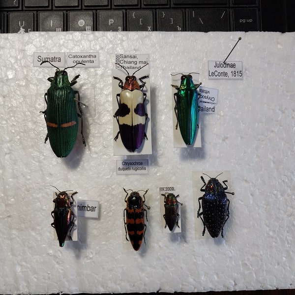 Beetles gems, SET 7 pcs, Buprestidae, REAL dry spread unmounted beetles, colorful rainbow bugs,Taxidermy, beetles for your Art