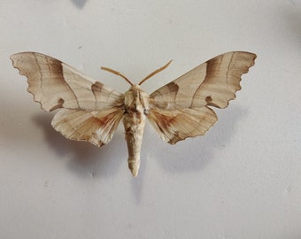 Marumba quercus male 96 mm, dry spread mounted Marumba quercus with a defect, dry hawk moth, hawk moth, insects, entomology