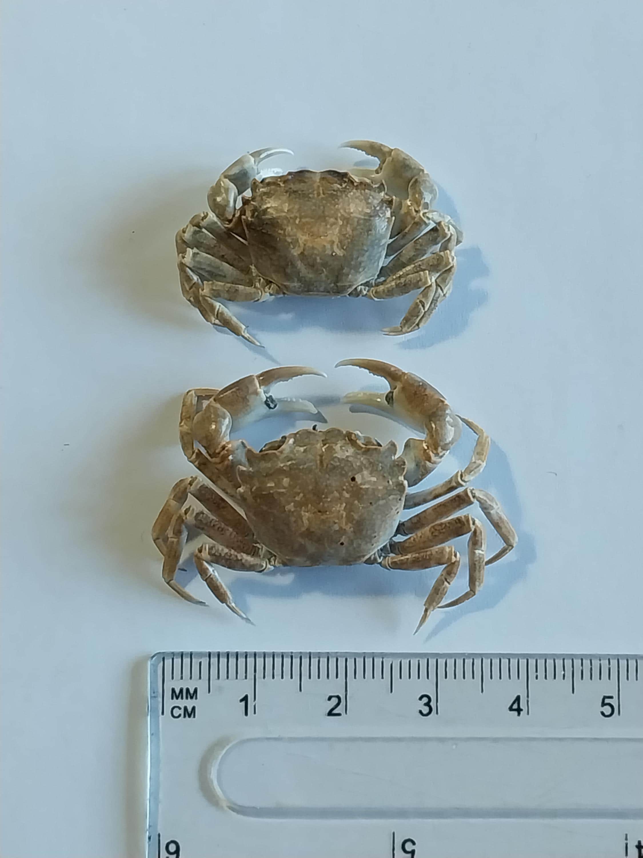 Taxidermy crab - Etsy 日本