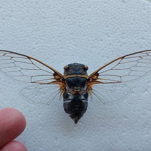 Cigarra, cigarra seca real del sur de Ucrania, cigarra montada en extensión seca, colección de entomología, proyecto de arte