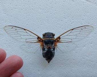 Cigarra, cigarra seca real del sur de Ucrania, cigarra montada en extensión seca, colección de entomología, proyecto de arte