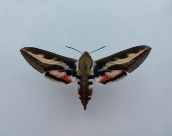 Hyles gallii 81 mm, dry mounted spread hawk moth, Sphingidae, dry hawk moth, Real hawk moth for Art Projects