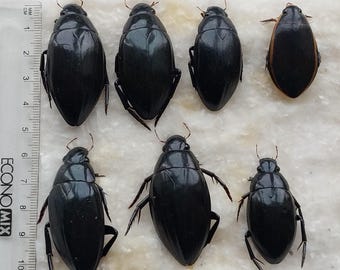 Conjunto de 7 escarabajos Hydrophilidae y Dytiscidae, escarabajos reales secos, sin disecar ni montar, colección entomológica, proyecto artístico, taxidermia.