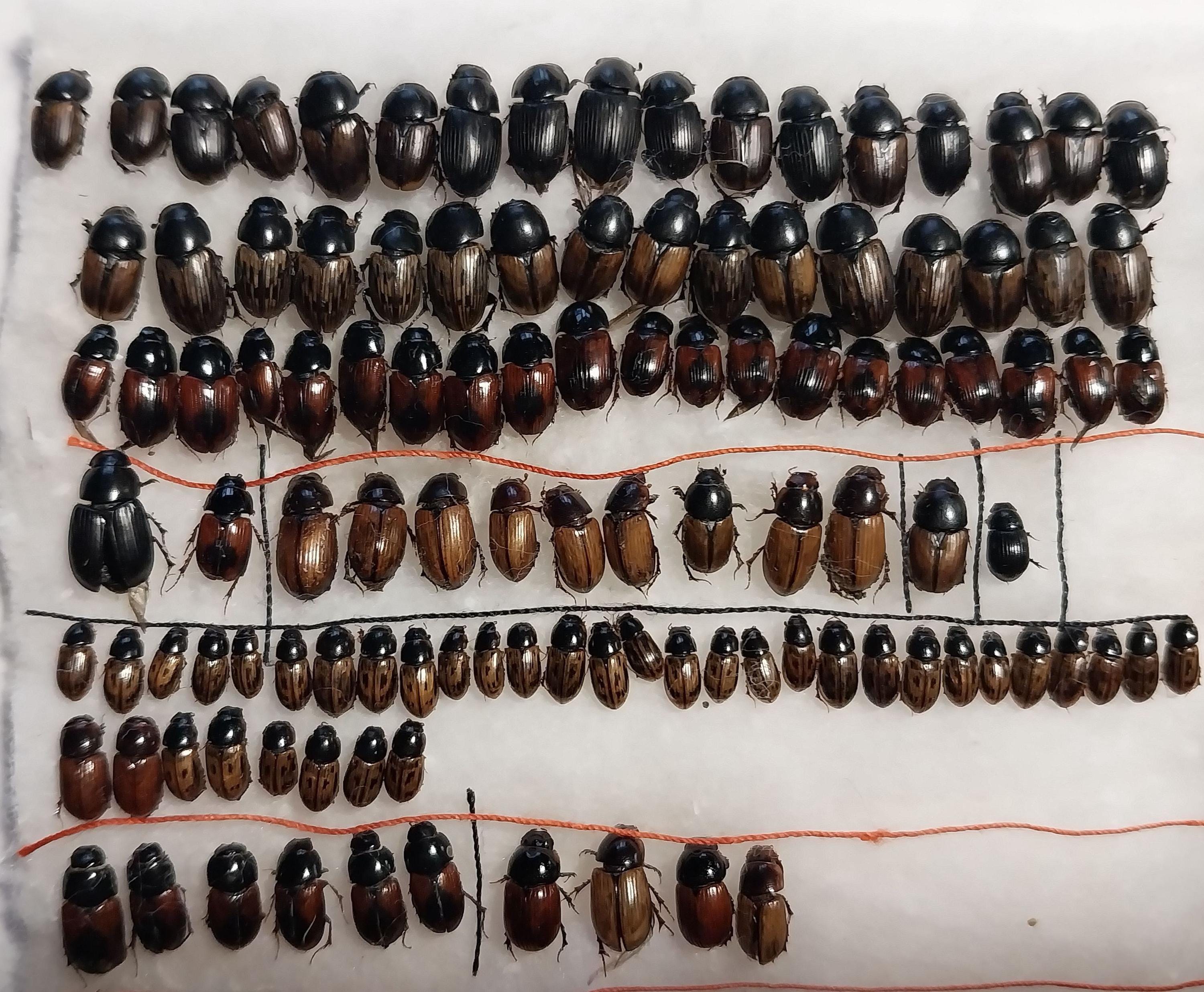 Scarabaeidae Beetles, Aphodius Set 74 Pcs., Real Dry Unspread Unmounted ...