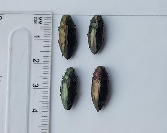 Buprestidae - Calodema Suhandae 40mm+ A1 From W.papua!! - Etsy