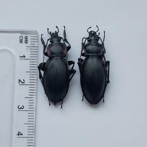 Puede incluir: Dos escarabajos negros con una regla para la escala. Los escarabajos tienen un exoesqueleto brillante y liso y están colocados uno al lado del otro. La regla muestra medidas en centímetros, indicando el tamaño de los insectos.