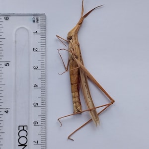 Puede incluir: Un insecto palo marrón, de aproximadamente 7 cm de largo, está colocado sobre una superficie blanca junto a una regla. El cuerpo del insecto está segmentado, con patas y antenas largas y delgadas. La regla está marcada en centímetros y milímetros.