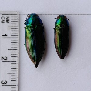 Sternocera Aequisignata RED FORM Buprestid Jewel Beetle Thailand