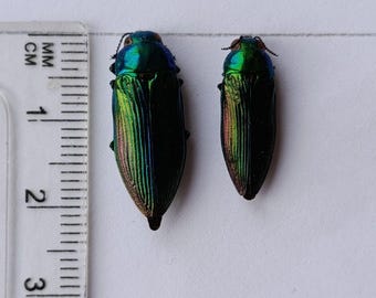 Buprestidae - Calodema Suhandae 40mm+ A1 From W.papua!! - Etsy